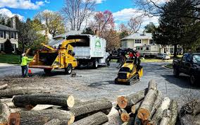 How Our Tree Care Process Works  in  Cochranton, PA